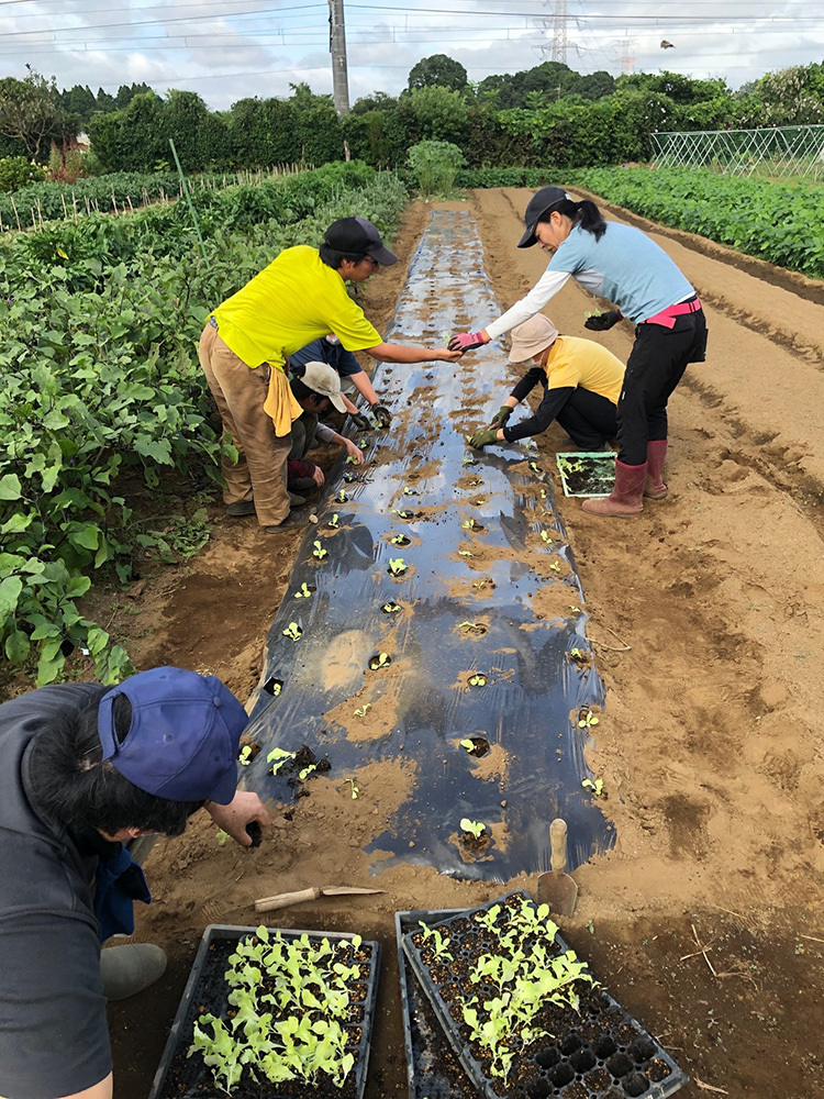P2_01野菜苗の植付