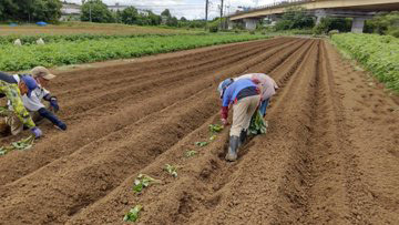 P2_02収穫体験準備