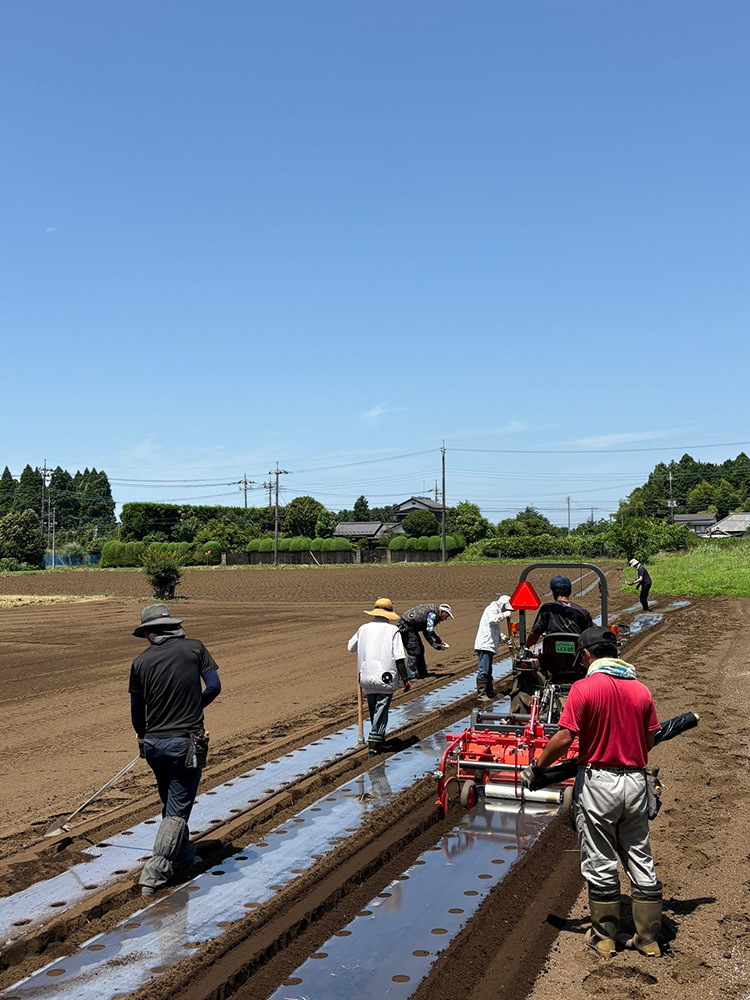 P2_03落花生の種まき