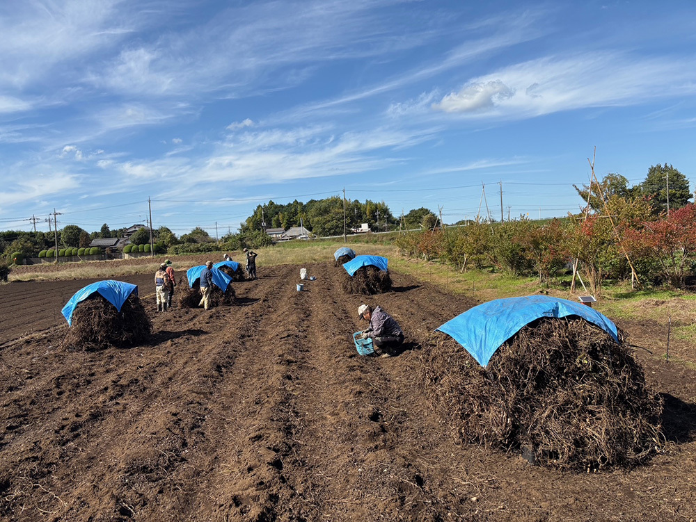 P2_08落花生の収穫