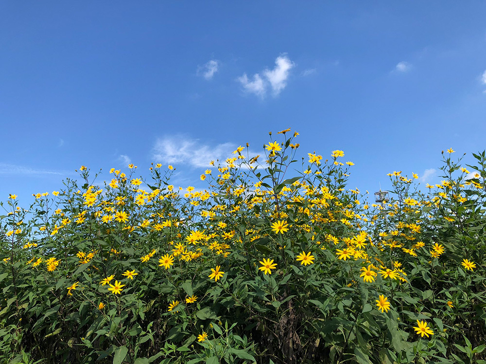 P2_09菊芋の開花